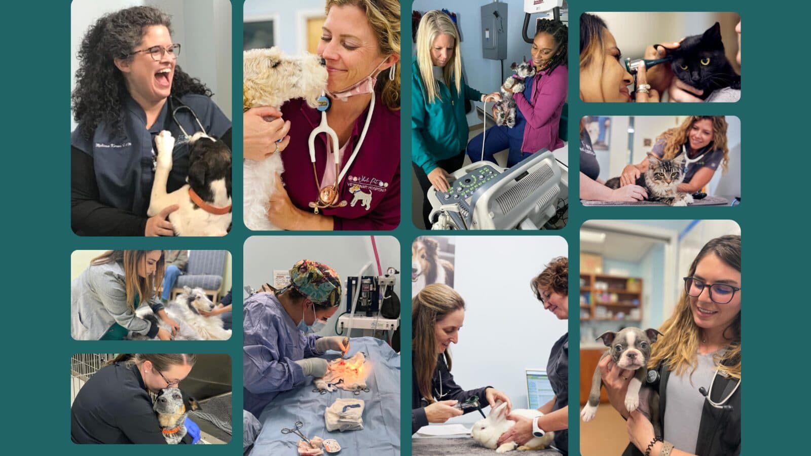 Whole Pet Veterinary Hospital interior